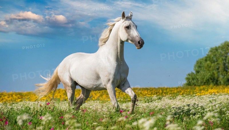 KI generated, A horse, horses, Arabian, in front of a blue sky, thoroughbred Arabian, AV, Arabian thoroughbred, (Eqqus ferus caballus), running in a meadow with colourful flowers