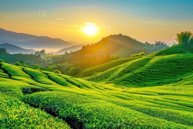 A breathtaking view of the sun rising over vibrant green tea plantations, nestled amidst rolling hills and misty mountains, evoking a sense of serenity, AI generated