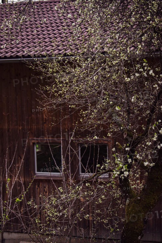 Flowering tree in front of a wooden house, Neubeuern, Germany, Europe