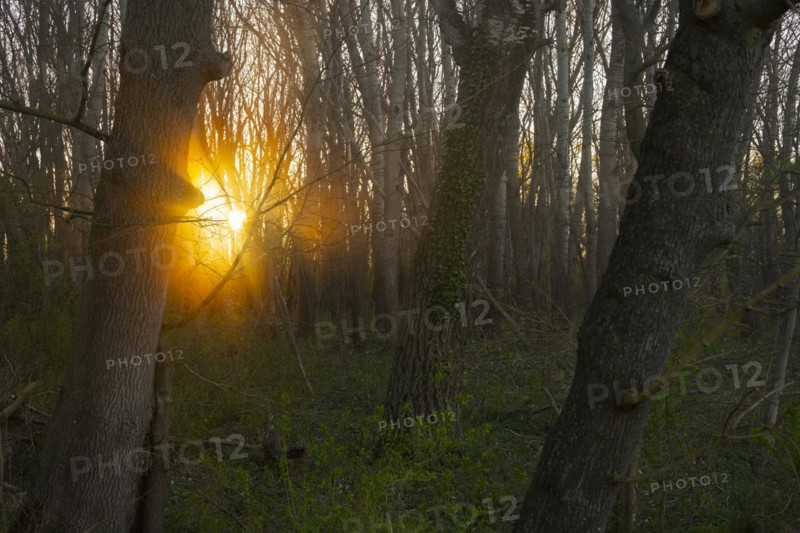 Morning atmosphere, sun, fog, forest, trees, Lower Austria