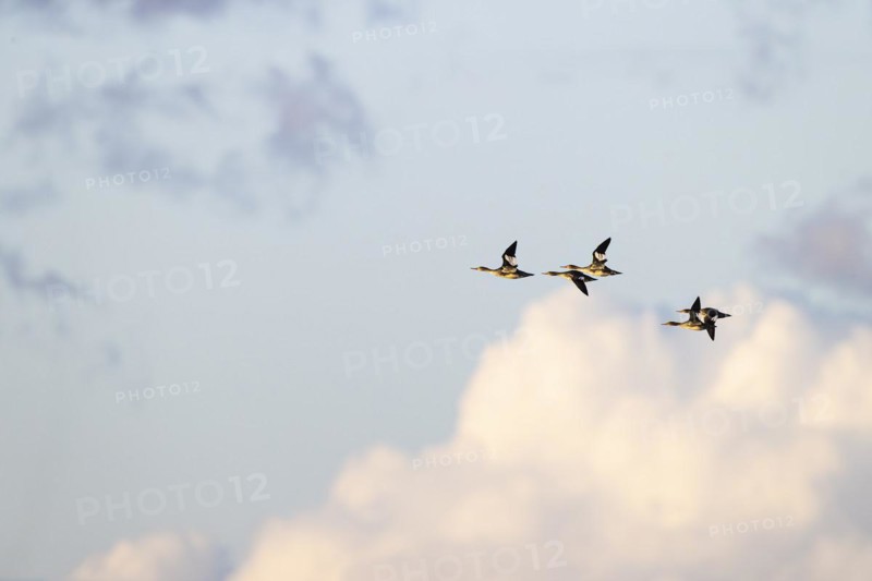 Red-breasted Merganser (Mergus serrator), small flock in flight, Laanemaa, Estonia, Europe