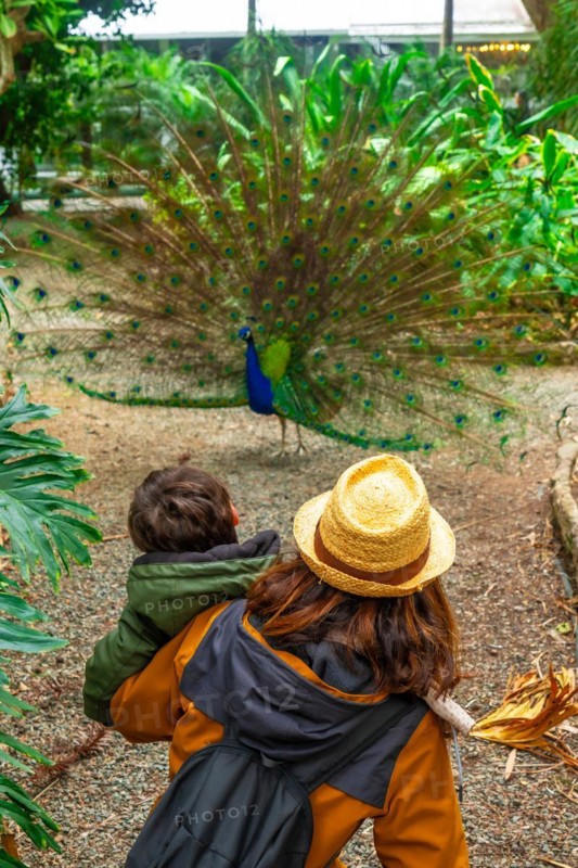 A mother and child looking at an open male Indian peacock because it is in heat looking for females