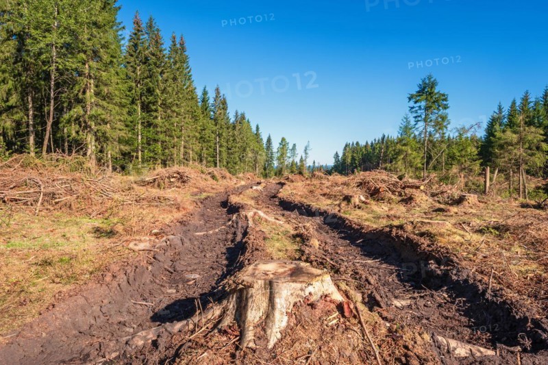Tree stump on a logging road with deep tire tracks on a clearcutting in a spruce woodland