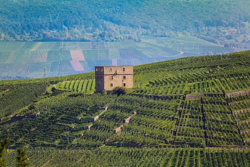 Yburg, Y-Burg, Yberg, Eibenburg, ruins of a hillside castle, historic building, built in the early 14th century, excursion destination, vineyard, Stetten vineyards, plants, Kernen im Remstal, Rems-Murr-Kreis, Baden-Wuerttemberg, Germany, Europe