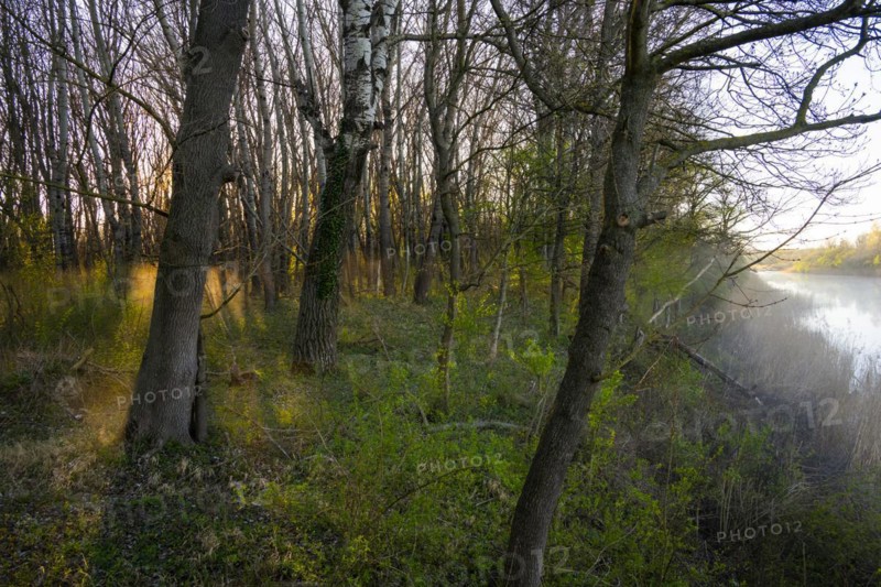 Morning atmosphere, sun, fog, forest, trees, water, Lower Austria