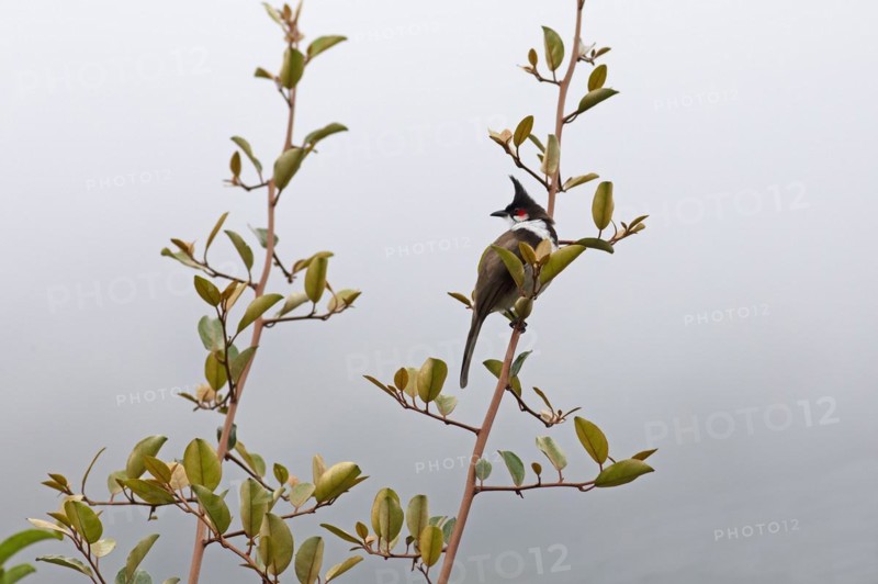 Red-vented Bulbul (Pycnonotus cafer) or Sooty Bulbul in Eravikulam National Park, Kannan Devan Hills, Munnar, Kerala, India, Asia