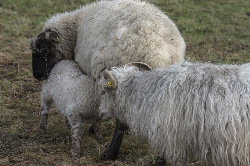 Moorschnucken (Ovis aries) with lamb on the pasture, Mecklenburg-Vorpommern, Germany, Europe
