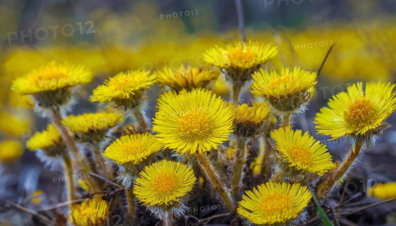 Yellow flowers highlighted against a blurred background, medicinal plant coltsfoot, Tussilago farfara, KI generated, AI generated