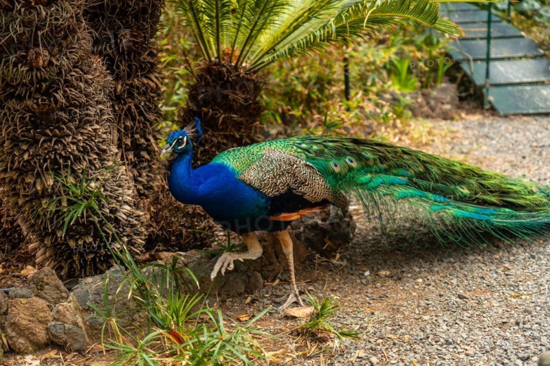 Indian male peacock walking on the ground next to palm trees in a botanical garden