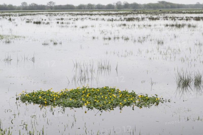 Marsh marigolds (Caltha palustris) in a wet meadow, Lower Saxony, Germany, Europe