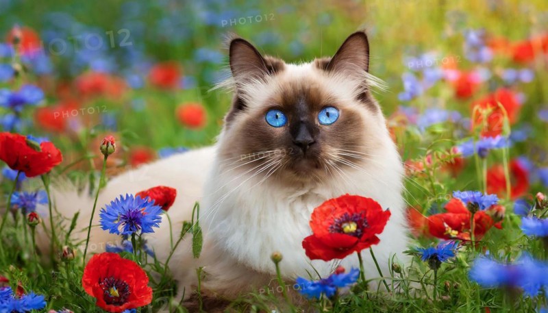 KI generated, animal, animals, mammal, mammals, cat, felidae (Felis catus), a cat lies in a meadow with cornflowers and poppies