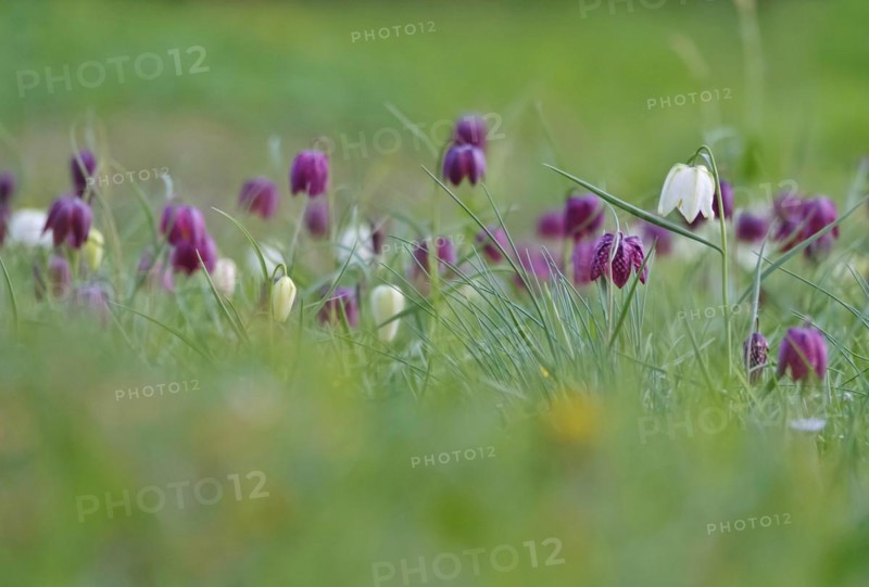 Charming chequerboard flower, spring, Germany, Europe