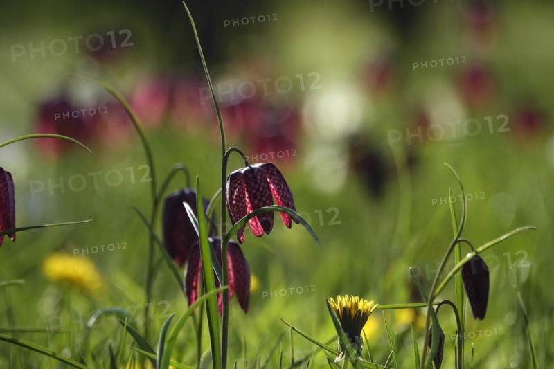 Enchanting chequerboard flowers, April, Germany, Europe