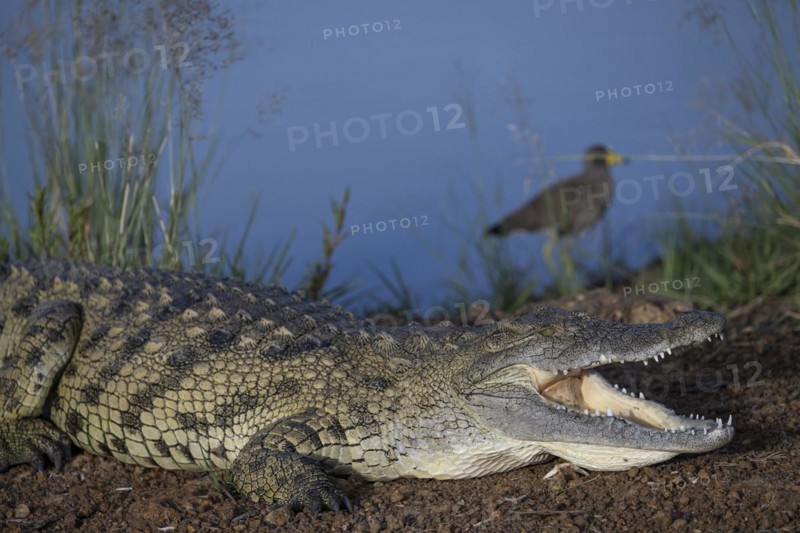 Nile crocodile (Crocodylus niloticus) Mziki Private Game Reserve, North West Province, South Africa, Africa