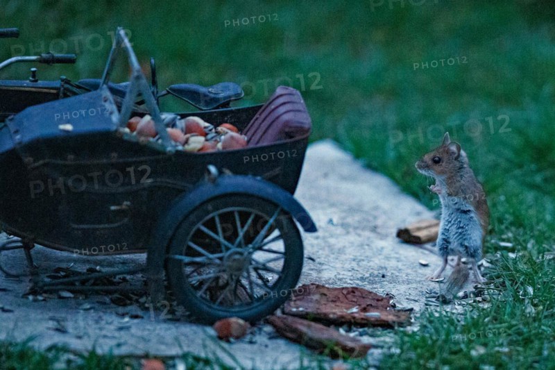 Wood mouse standing next to motorbike on stone slab in green grass looking left