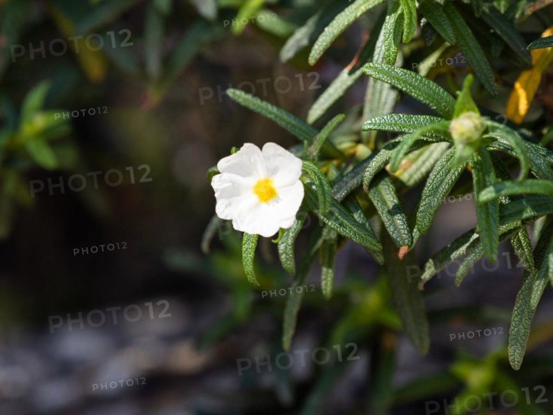 Sage-leaved rockrose (Cistus salviifolius), flower, near Olbia, Sardinia, Italy, Europe