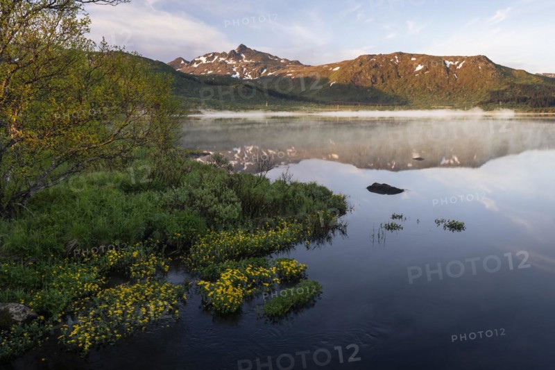 Landscape in the Lofoten Islands. Lake Lilandsvatnet with mountains in the background. Yellow blooming marsh marigolds (Caltha palustris) in the foreground. A light morning mist forms over the water. At night at the time of the midnight sun in good weather, blue sky. Golden hour. Reflection. Early summer. Vestvagoya, Lofoten, Norway, Europe