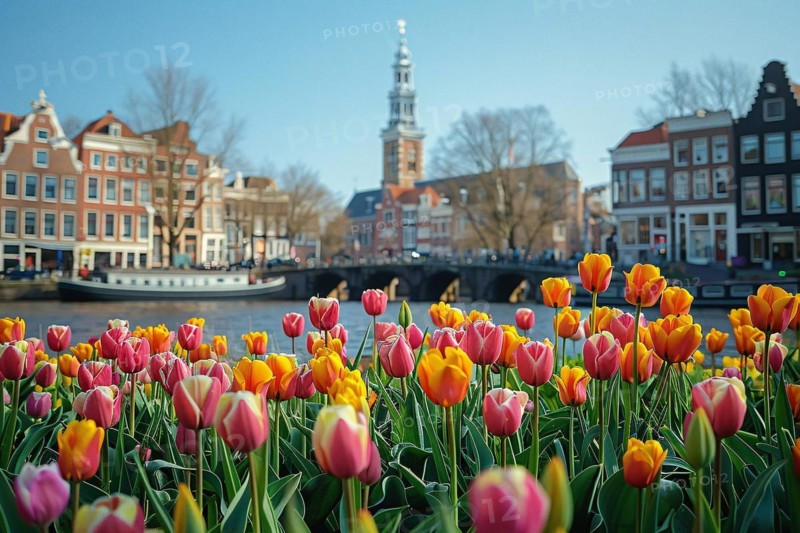 Picturesque view of Amsterdam canal surrounded by orange tulips and historical architecture, AI generated