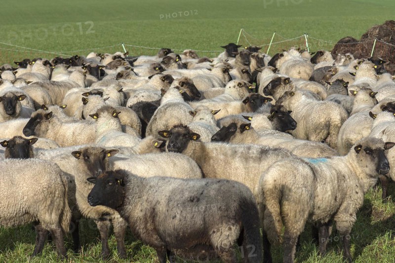 Black-headed domestic sheep (Ovis gmelini aries) waiting in the pen for the new pasture, Mecklenburg-Vorpommern, Germany, Europe