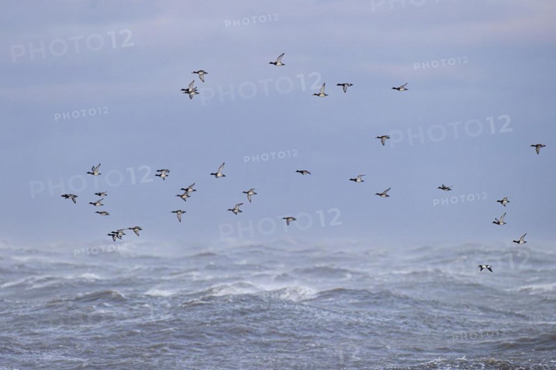 Greater scaup (Aythya marila) and Common Goldeneye (Bucephala clangula), small flock in flight over turbulent sea, Laanemaa, Estonia, Europe