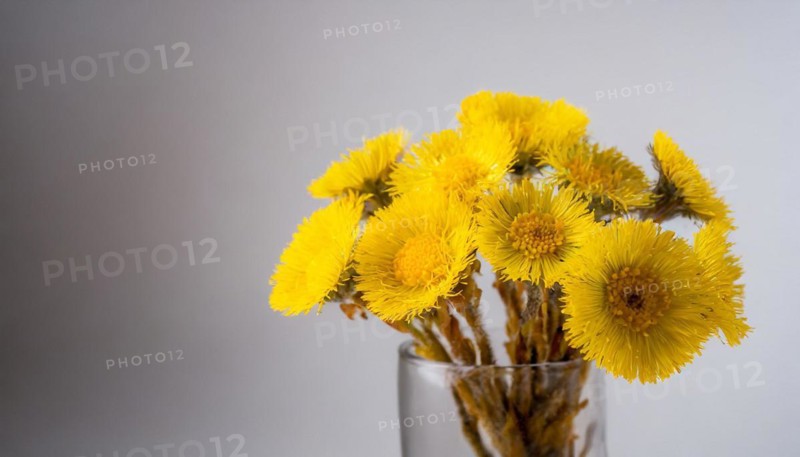 A bouquet of yellow coltsfoot flowers in a transparent glass vase against a light-coloured background, medicinal plant coltsfoot, Tussilago farfara, KI generated, AI generated