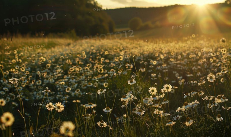 Chamomile field at golden hour, spring nature background AI generated