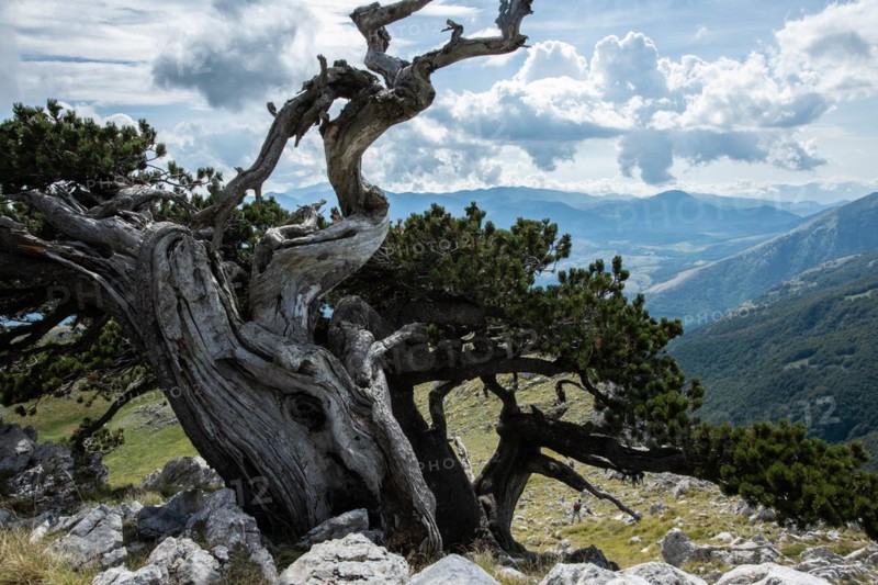 Pollino national park, Pinus heldreichii, italy