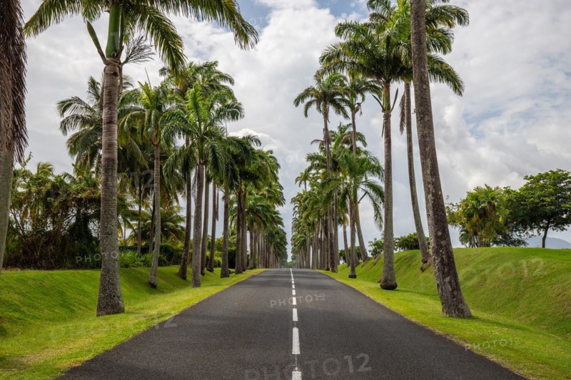 The famous palm avenue l'Allee Dumanoir. Landscape shot from the centre of the street into the avenue. Taken on a changeable day on Grand Terre, Guadeloupe, Caribbean, North America
