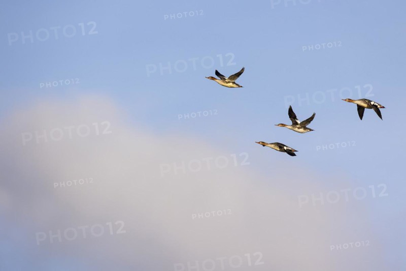 Red-breasted Merganser (Mergus serrator), small flock in flight, Laanemaa, Estonia, Europe