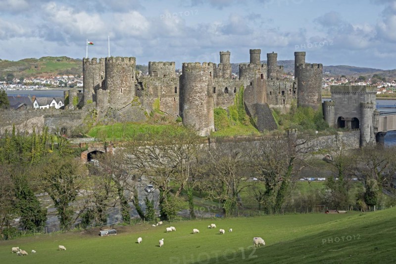 Sheep, lambs, castle, Conwy, Wales, Great Britain