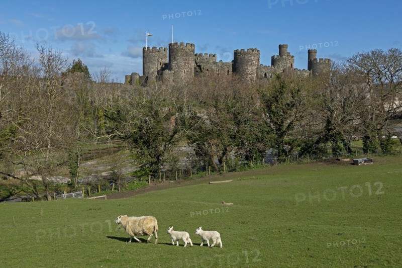 Sheep, lambs, castle, Conwy, Wales, Great Britain