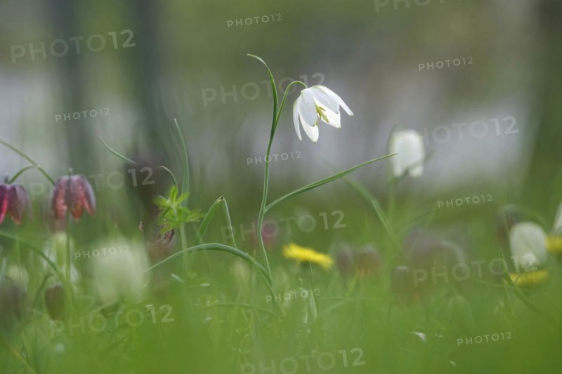 Enchanting chequerboard flowers, April, Germany, Europe