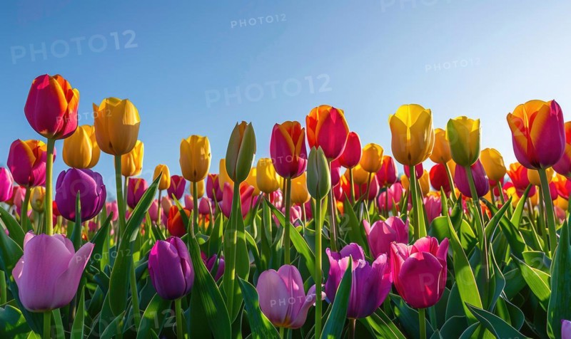 Field of vibrant tulips, spring nature, tulip background AI generated