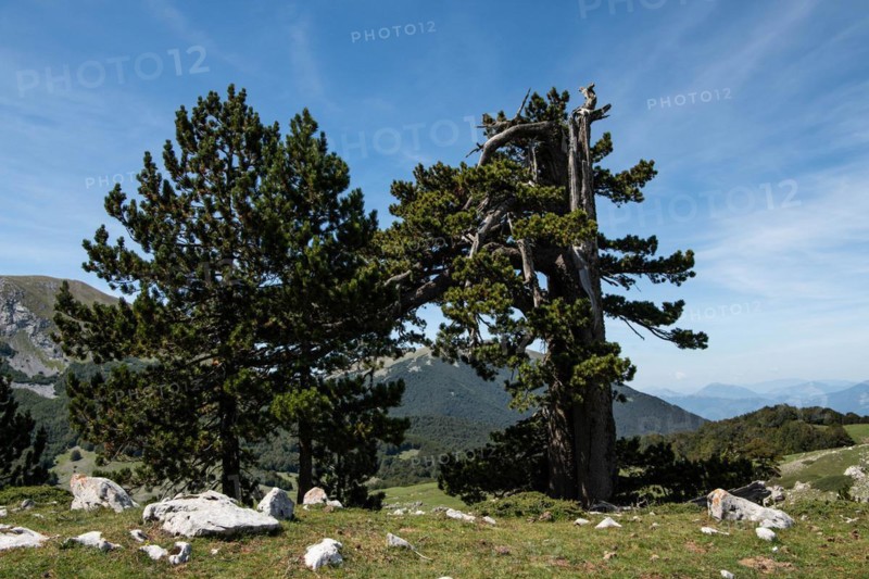Pollino national park, Pinus heldreichii, italy