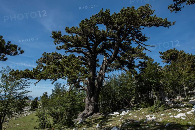 Pollino national park, Pinus heldreichii, italy