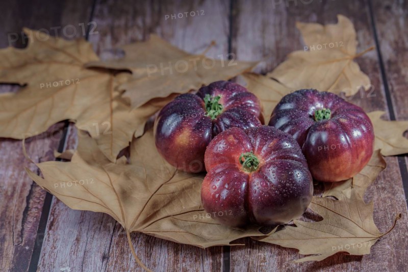 Group of tasty fresh tomatoes of the blue variety with drops of water on dry leaves next to ears of wheat with a bottle of olive oil in the background