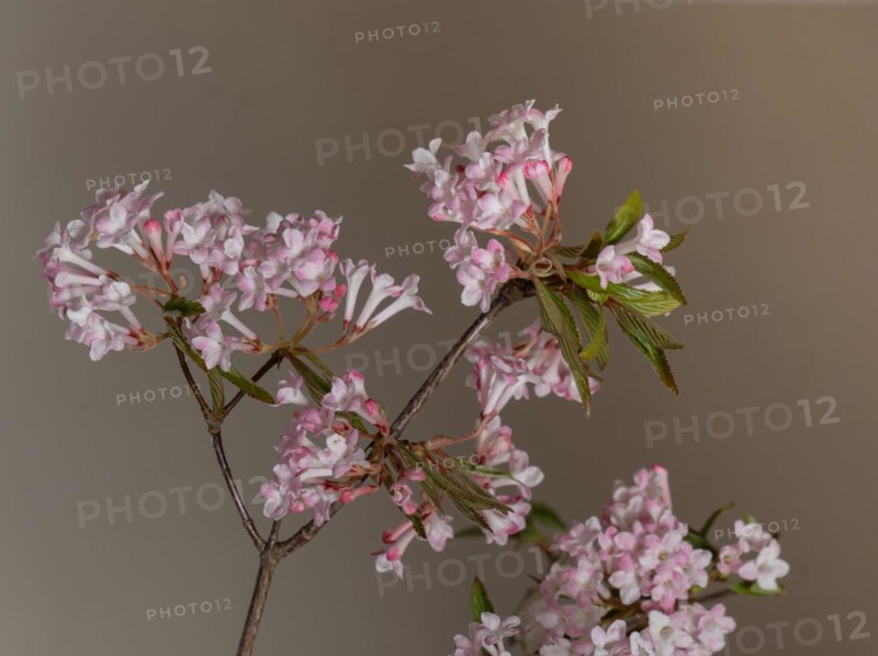 Pink scented snowball (Viburnum farreri) in macro