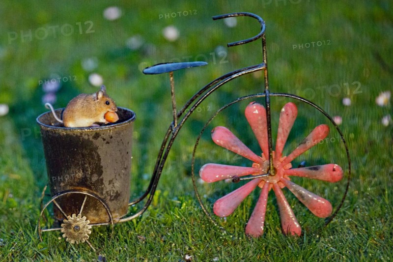 Wood mouse with nut in mouth in pot from bicycle standing in green grass looking right