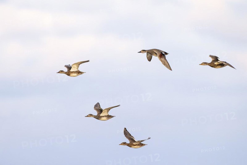 Gadwall (Anas strepera), small flock in flight, Laanemaa, Estonia, Europe