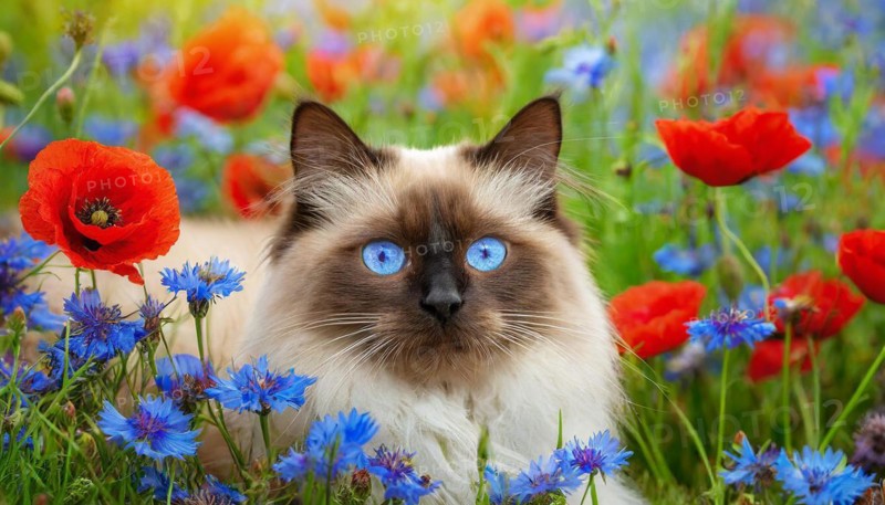 KI generated, animal, animals, mammal, mammals, cat, felidae (Felis catus), a cat lies in a meadow with cornflowers and poppies