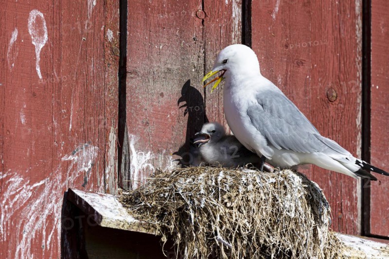 Kittiwake (Rissa tridactyla) with chicks panting on nest on house facade, Vardo, Varanger, Finnmark, Norway, Europe