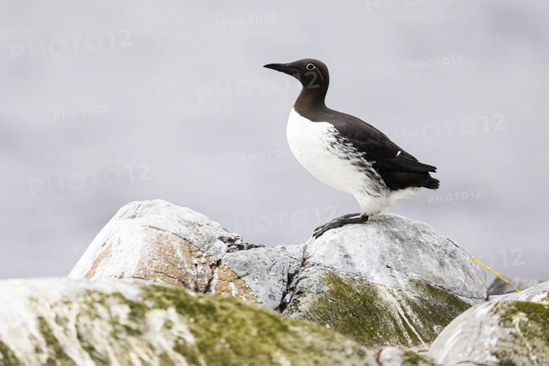 Common guillemot (Uria aalge) defecating, Hornoya Island, Vardo, Varanger, Finnmark, Norway, Europe