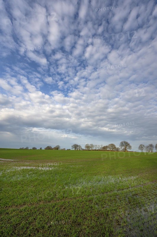 Flooded field with germinating winter wheat (Triticum aestivum), Mecklenburg-Western Pomerania, Germany, Europe