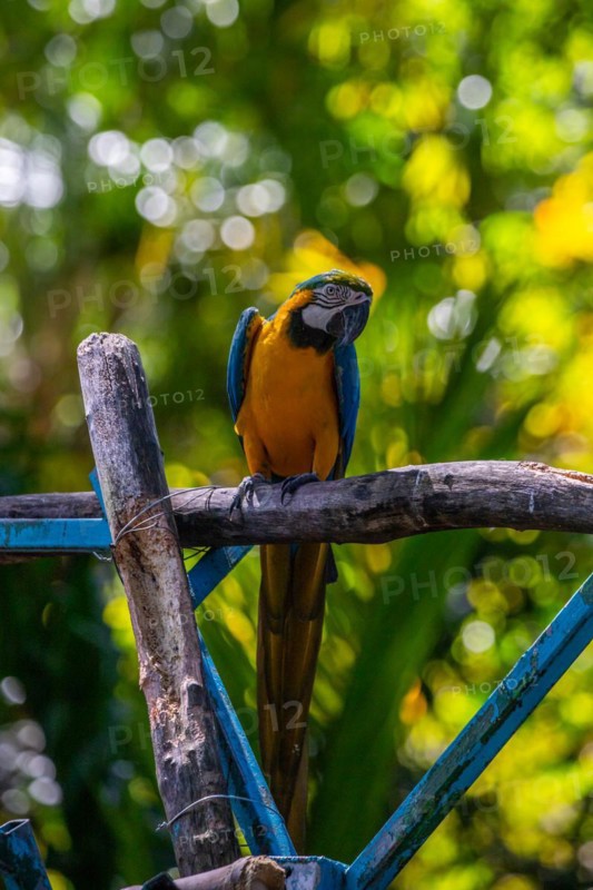 Portrait of a parrot. Beautiful shot of the animals in the forest on Guadeloupe, Caribbean, French Antilles
