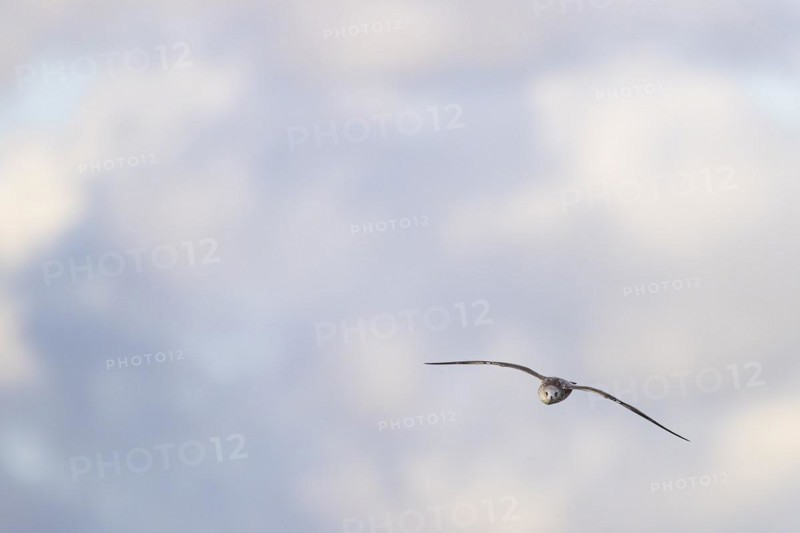 Lesser black-backed gull (Larus fuscus), juvenile bird in flight, Laanemaa, Estonia, Europe