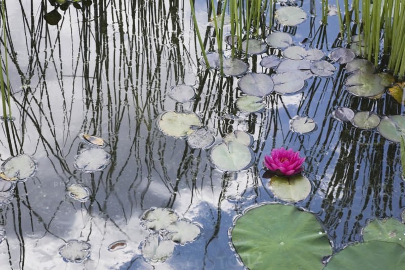 Floating pink Nymphaea, Waterlily flower with green lily pads and Schoenoplectus tabernaemontana, Club Rush plants in pond in summer, Quebec, Canada, North America