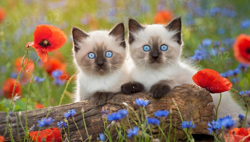 KI generated, animal, animals, mammal, mammals, cat, felidae (Felis catus), two kittens lying in a green meadow with flowers