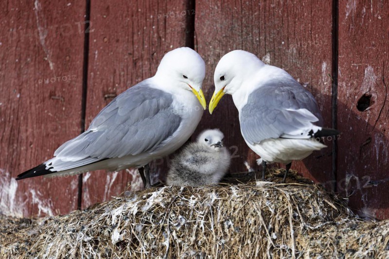 Black-legged kittiwake (Rissa tridactyla), breeding pair with chicks on nest on house facade, Vardo, Varanger, Finnmark, Norway, Europe