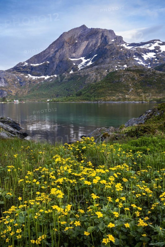 Landscape on the Lofoten Islands. View of the sea, Kakersundet, and the mountain Narvtinden on Moskenesoya. In the foreground on the meadow yellow blooming marsh marigolds (Caltha palustris), at night at the time of the midnight sun in good weather, some clouds in the sky. Early summer. Location Flakstadoya, Lofoten, Norway, Europe