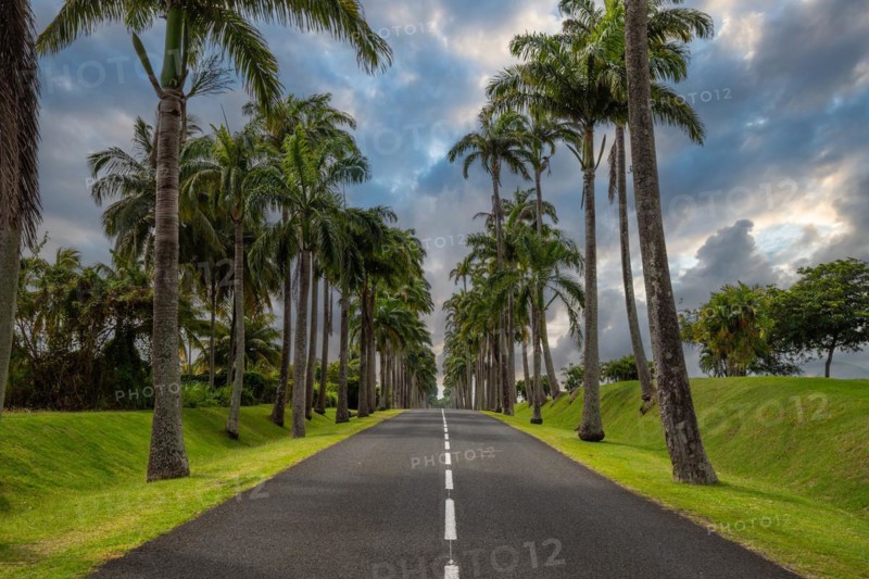 The famous palm avenue l'Allee Dumanoir. Landscape shot from the centre of the street into the avenue. Taken during a fantastic sunset. Grand Terre, Guadeloupe, Caribbean, North America